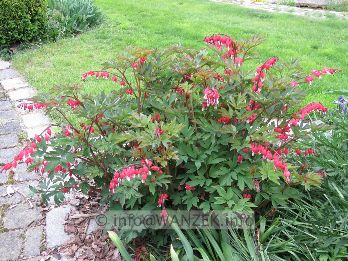 Dicentra spectabilis Valentine - Sol 02.JPG